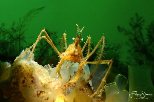 common spider crab (Macropodia rostrata)Zeeland, the Neth... by Filip Staes 